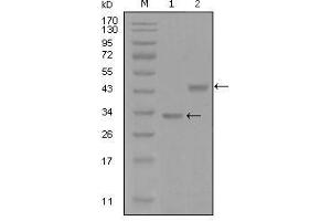 Western Blot showing SKP2 antibody used against truncated Trx-SKP2 recombinant protein (1) and GST-SKP2 (aa1-130) recombinant protein (2). (SKP2 抗体  (AA 1-130))