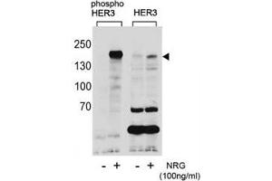 Western blot analysis of extracts from T47D cells, untreated or treated with NRG, using phospho-HER3 antibody (left) or nonphos Ab (right). (ERBB3 抗体  (pTyr1289))