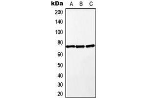 Western blot analysis of MEKK2 expression in A549 (A), Raw264. (MAP3K2 抗体  (Center))