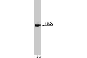 Western blot analysis of GAP-43/Neuromodulin on rat cerebrum lysate. (GAP43 抗体  (AA 1-144))