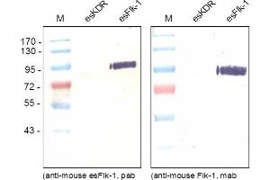 Western blot was performed using monoclonal anti-Mouse esFlk-1 recognizing the soluble as well as the transmembrane form of Flk-1 and poyclonal antibody directed against the unique C-terminal end of the endogenous esFlk-1 (GMEASLGDRIAMP) recognizing solely the endogenous form. (VEGFR2/CD309 抗体  (C-Term))