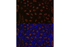 Immunofluorescence analysis of mouse kidney using CD13/ANPEP Rabbit mAb (ABIN7265525) at dilution of 1:100 (40x lens). (CD13 抗体)