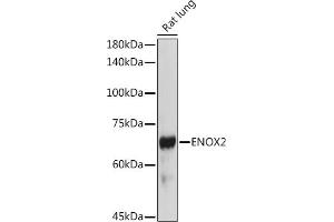 Western blot analysis of extracts of Rat lung, using ENOX2 antibody (ABIN6129374, ABIN6140176, ABIN6140178 and ABIN6222855) at 1:1000 dilution. (ENOX2 抗体  (AA 411-610))