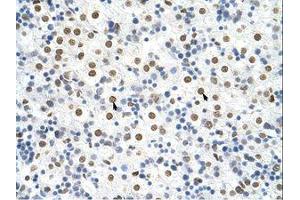 Image no. 1 for anti-Heterogeneous Nuclear Ribonucleoprotein A3 (HNRNPA3) (N-Term) antibody (ABIN202382) (HNRNPA3 抗体  (N-Term))
