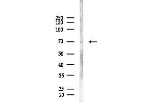 Western blot analysis of lysates from  cells(heat-shock,45 min treatment), using KCNC2 Antibody at 1/1000 dilution.
