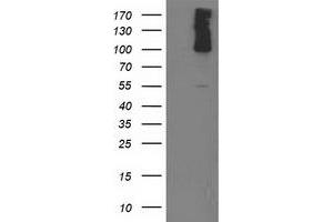 Western Blotting (WB) image for anti-phosphodiesterase 2A, CGMP-Stimulated (PDE2A) antibody (ABIN1500079) (PDE2A 抗体)