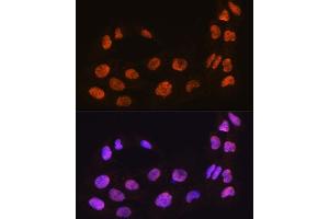 Immunofluorescence analysis of C6 cells using M antibody (ABIN7268410) at dilution of 1:100. (MAML2 抗体  (AA 750-850))