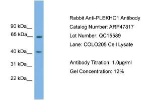 WB Suggested Anti-PLEKHO1  Antibody Titration: 0.
