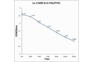 Antigen: 0. (FAK 抗体  (AA 901-1052))