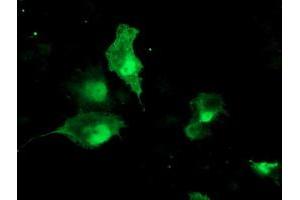 Anti-TBCC mouse monoclonal antibody (ABIN2455788) immunofluorescent staining of COS7 cells transiently transfected by pCMV6-ENTRY TBCC (RC203563). (TBCC 抗体)