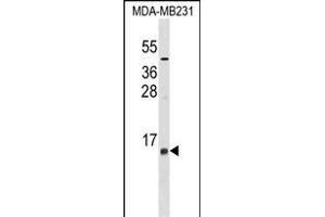 LST1 Antibody (Center) (ABIN1537970 and ABIN2849022) western blot analysis in MDA-M cell line lysates (35 μg/lane). (LST1 抗体  (AA 19-47))