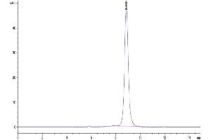 The purity of Human EGF is greater than 95 % as determined by SEC-HPLC. (EGF Protein (AA 971-1023) (Fc Tag))