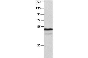 Western Blot analysis of Mouse thymus tissue using NAP1L1 Polyclonal Antibody at dilution of 1:1000 (NAP1L1 抗体)