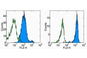 Flow Cytometry (FACS) image for anti-Basigin (Ok Blood Group) (BSG) antibody (PE) (ABIN2145001) (CD147 抗体  (PE))