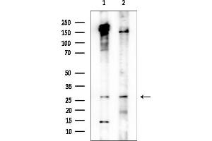 Western blot analysis of lysates from various samples, using OR10AG1 Antibody at 1/1000 dilution.