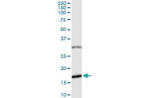 Immunoprecipitation of BIRC5 transfected lysate using anti-BIRC5 MaxPab rabbit polyclonal antibody and Protein A Magnetic Bead , and immunoblotted with BIRC5 purified MaxPab mouse polyclonal antibody (B01P) . (Survivin 抗体  (AA 1-142))