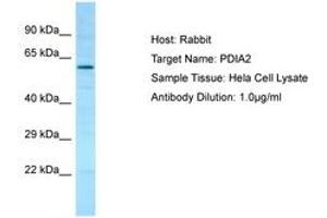 Image no. 1 for anti-Protein Disulfide Isomerase Family A, Member 2 (PDIA2) (AA 111-160) antibody (ABIN6750065) (PDIA2 抗体  (AA 111-160))