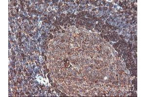 Image no. 4 for anti-CNDP Dipeptidase 2 (Metallopeptidase M20 Family) (CNDP2) antibody (ABIN1497548) (CNDP2 抗体)