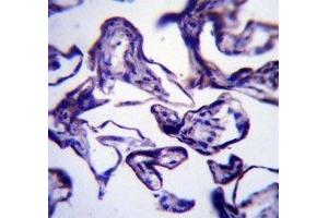 LEP antibody immunohistochemistry analysis in formalin fixed and paraffin embedded human placenta tissue. (Leptin 抗体  (AA 8-37))