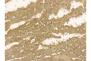 AFM Mouse Monoclonal Antibody at 1/100 staining rat heart tissue by IHC-P.