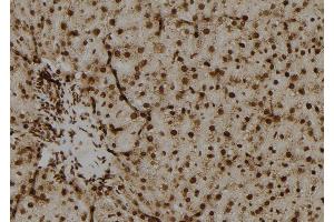 ABIN6279637 at 1/100 staining Rat liver tissue by IHC-P. (OAZ2 抗体  (Internal Region))