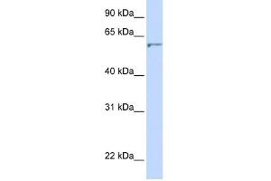 DHCR24 antibody used at 1 ug/ml to detect target protein. (Seladin 1 抗体  (N-Term))