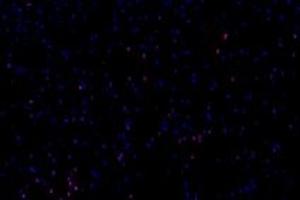 Immunofluorescent analysis of paraformaldehyde-fixed mouse brain using,GDF6 (ABIN7074132) at dilution of 1: 650 (GDF6 抗体)