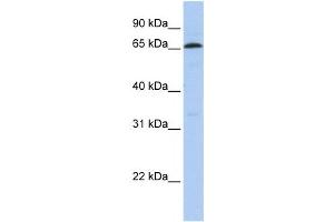 Western Blotting (WB) image for anti-ZINC FINGER PROTEIN 136 (ZNF136) antibody (ABIN2458165) (ZNF136 抗体)
