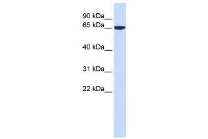 Western Blotting (WB) image for anti-Cytoskeleton-Associated Protein 4 (CKAP4) antibody (ABIN2459050) (CKAP4 抗体)