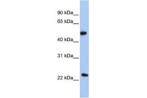WB Suggested Anti-POFUT2 Antibody Titration:  0. (POFUT2 抗体  (N-Term))