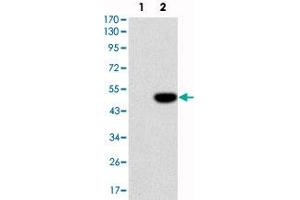 Western blot analysis using IL1B monoclonal antibody, clone 3A6  against HEK293 (1) and IL1B-hIgGFc transfected HEK293 (2) cell lysate.