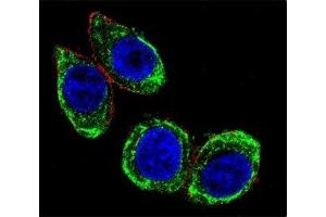 Confocal immunofluorescent analysis of Cytokeratin-18 antibody with HeLa cells followed by Alexa Fluor 488-conjugated goat anti-rabbit lgG (green). (Cytokeratin 18 抗体  (AA 401-430))