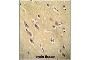 CYB561D1 antibody (C-term) (ABIN654999 and ABIN2844633) immunohistochemistry analysis in formalin fixed and paraffin embedded human brain tissue followed by peroxidase conjugation of the secondary antibody and DAB staining. (CYB561D1 抗体  (C-Term))