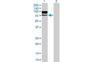 Western Blot analysis of MAG expression in transfected 293T cell line by MAG MaxPab polyclonal antibody. (MAG 抗体  (AA 1-626))