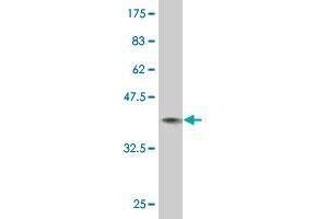 Western Blot detection against Immunogen (36. (ZNF175 抗体  (AA 81-178))