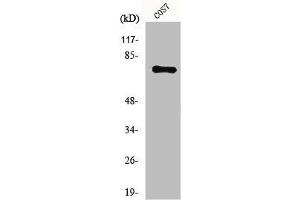 Western Blot analysis of COS7 cells using Netrin-1 Polyclonal Antibody (Netrin 1 抗体  (C-Term))