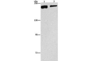 Western Blot analysis of NIH/3T3 and hela cell using CLTC Polyclonal Antibody at dilution of 1:300 (Clathrin Heavy Chain (CLTC) 抗体)