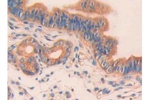 Immunohistochemistry (IHC) image for anti-Carbonic Anhydrase VB, Mitochondrial (CA5B) (AA 63-225) antibody (ABIN7437326)