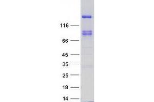 Western Blotting (WB) image for Protein tyrosine Phosphatase, Receptor Type, S (PTPRS) (Transcript Variant 3) protein (Myc-DYKDDDDK Tag) (ABIN2730153)
