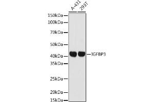 Western blot analysis of extracts of various cell lines, using IGFBP3 antibody (ABIN7267908) at 1:1000 dilution. (IGFBP3 抗体  (AA 100-200))