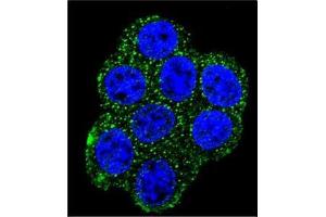 Immunofluorescence (IF) image for anti-Succinate Dehydrogenase Complex, Subunit D, Integral Membrane Protein (SDHD) (AA 20-50), (N-Term) antibody (ABIN954695)