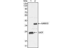Western blot analysis using LIN28 mouse mAb against NTERA-2 cell lysate (1). (LIN28A 抗体  (AA 93-209))