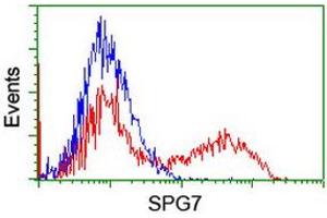 Image no. 2 for anti-Spastic Paraplegia 7 (SPG7) (AA 300-573) antibody (ABIN1491370) (SPG7 抗体  (AA 300-573))