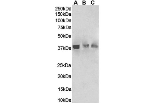 Recombinant HVEM 抗体