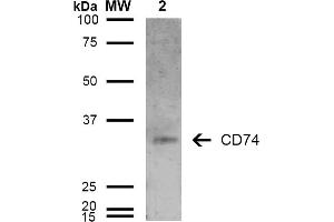 Western Blot analysis of Human Lymphoblastoid cell line (Raji) showing detection of 33-35 kDa CD74 protein using Mouse Anti-CD74 Monoclonal Antibody, Clone 6D9 . (CD74 抗体  (AA 1-100) (Atto 488))