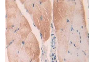 DAB staining on IHC-P; Samples: Mouse Skeletal muscle Tissue (LGMN 抗体  (AA 18-435))