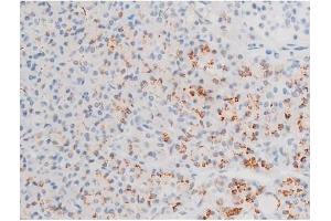 ABIN6267526 at 1/200 staining Human pancreas tissue sections by IHC-P. (GATA4 抗体  (pSer105))