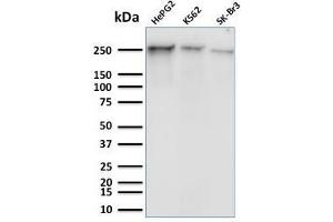Western Blot Analysis of Human HepG2, K562 and SK-Br3 cell lysates using RNA Poll II Mouse Monoclonal Antibody (8A7). (POLR2A/RPB1 抗体  (pSer5))