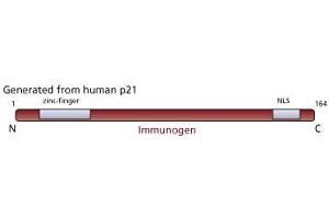 Image no. 1 for anti-Cyclin-Dependent Kinase Inhibitor 1A (p21, Cip1) (CDKN1A) antibody (ABIN967445) (p21 抗体)
