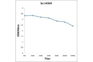 Antigen: 0. (ASK1 抗体  (pSer83))